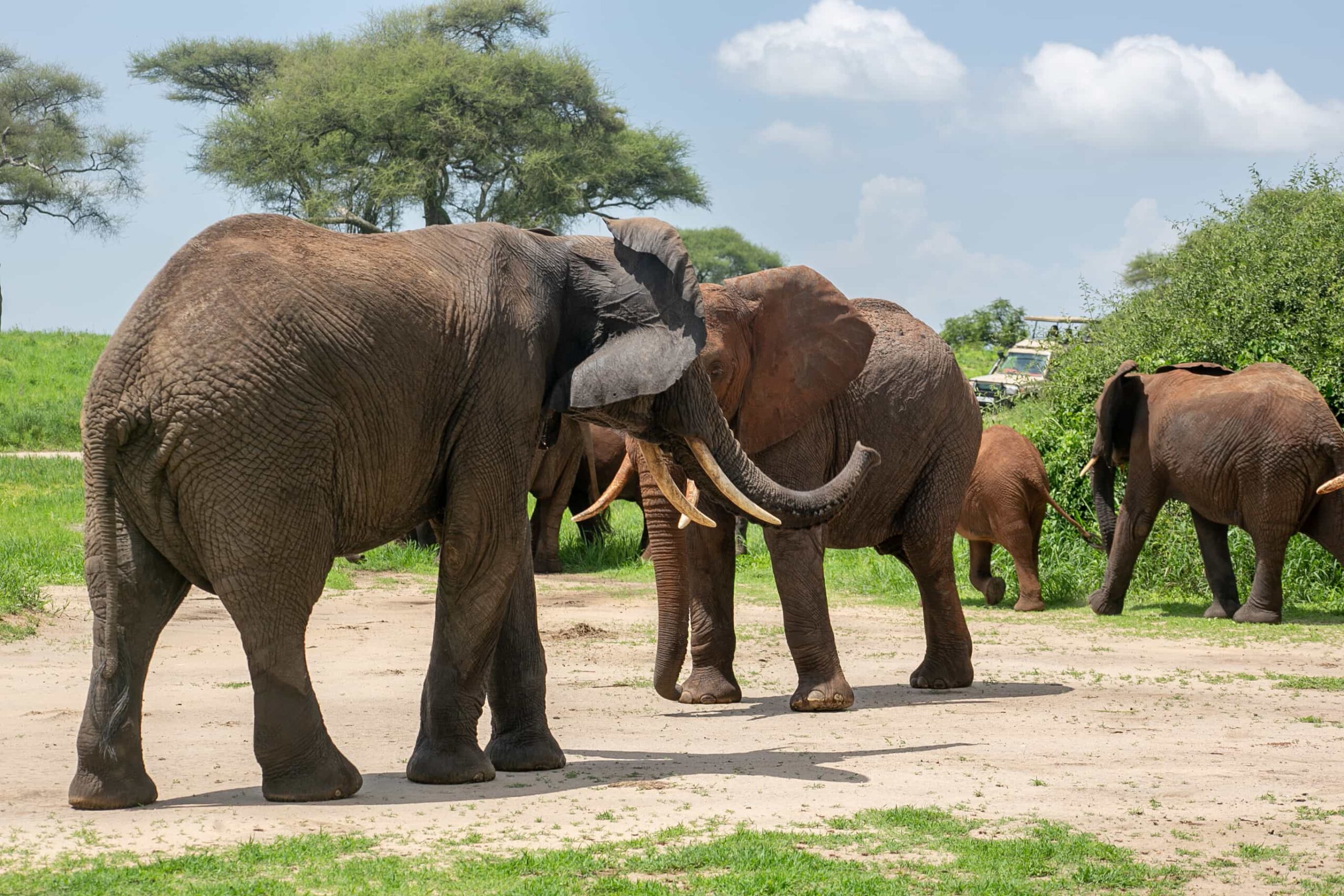 3-Day Tanzania safari to Serengeti and Ngorongoro Safari Itinerary
