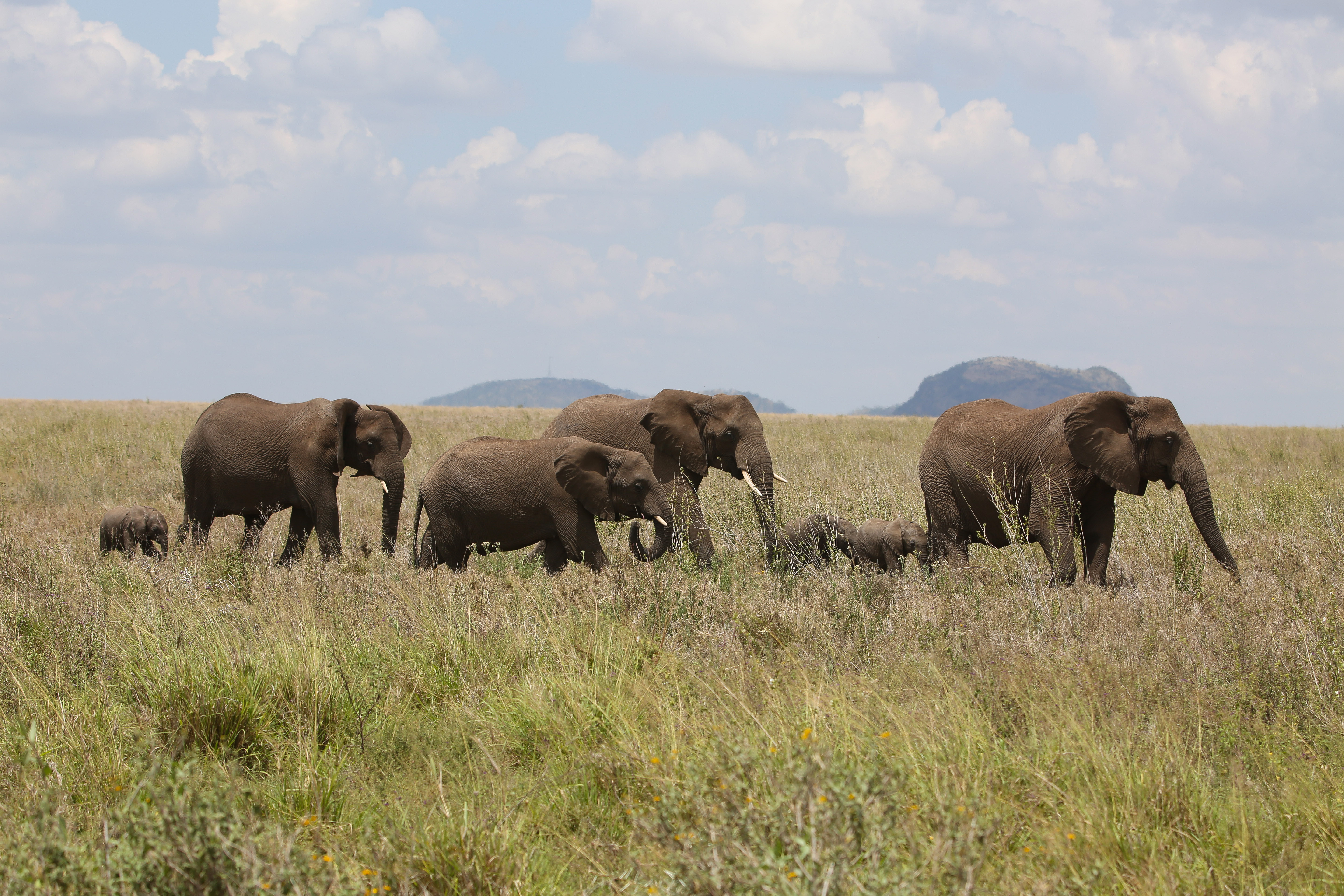 3 Days Tanzania Safari