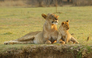 4-Day Tanzania safari to Tarangire, Serengeti, and Ngorongoro Safari Itinerary