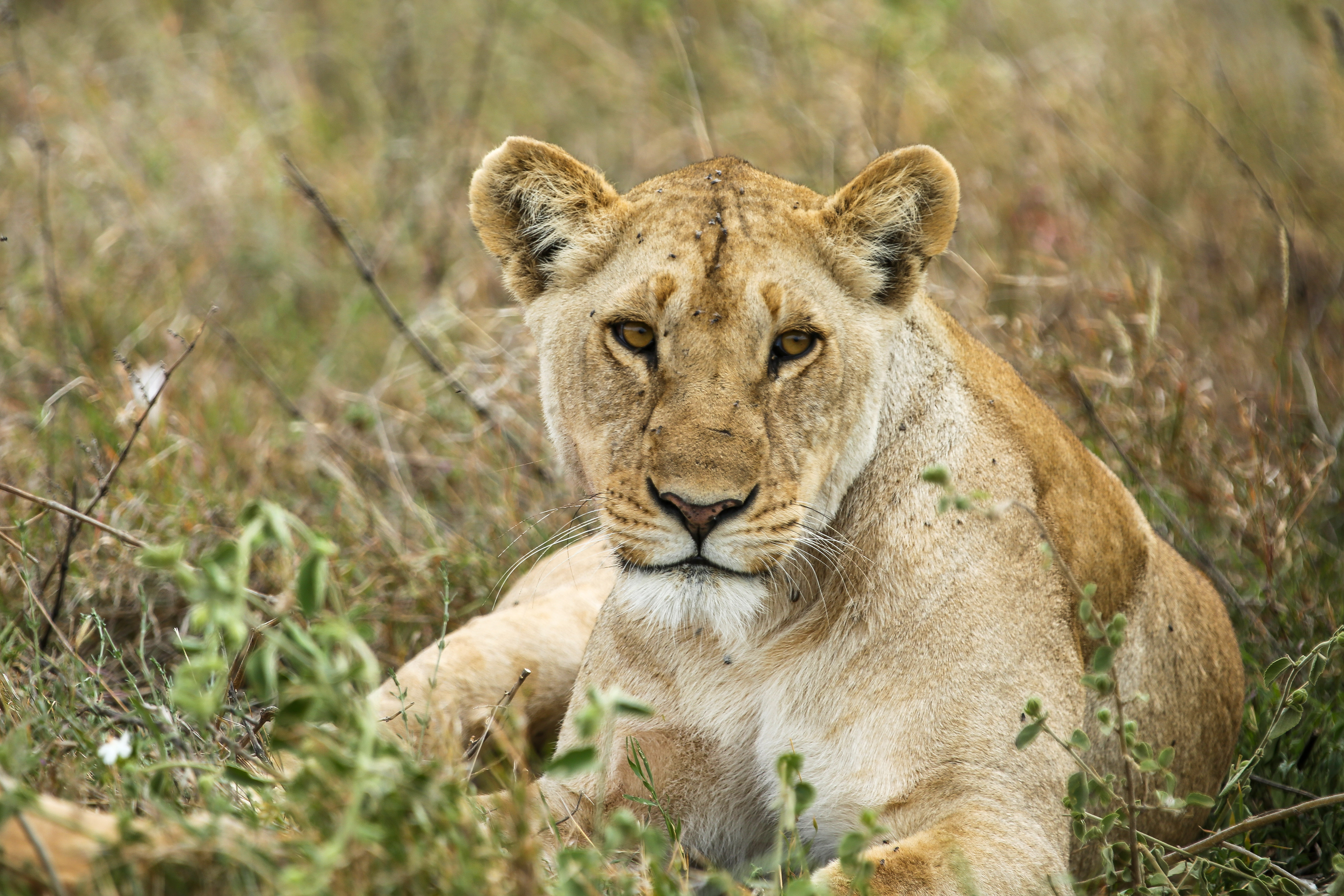 4 Day Tanzania Safari to Tarangire National Park, Lake Manyara National Park & Ngorongoro crater