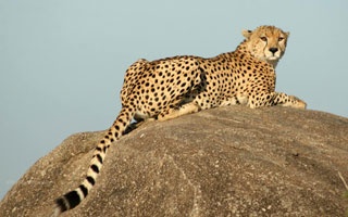 5 Days Tanzania safari to Tarangire, Serengeti and Ngorongoro crater