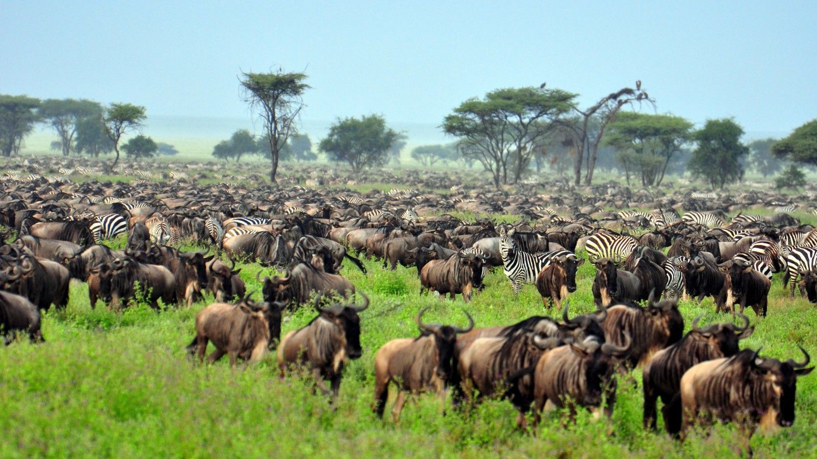 Great Migration Safari