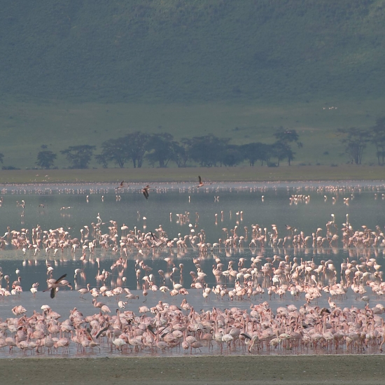 Ngorongoro Crater