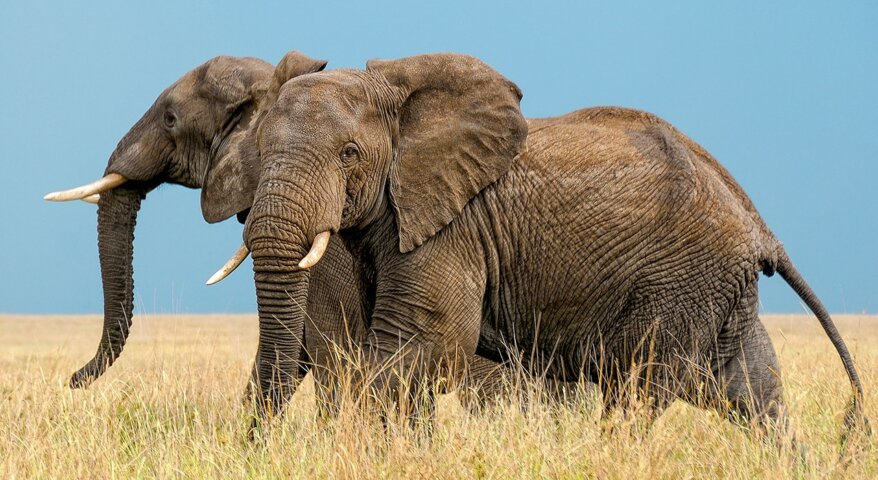 Tanzania Wildlife Safaris	