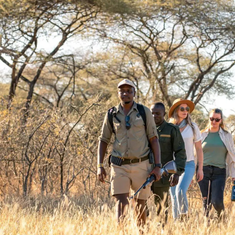 Walking Safari