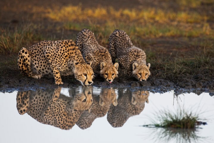Wildlife Safari